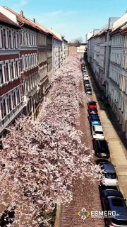 Wenn die Parkstraße in Halle zur Kirschblüten-Allee wird, gibt’s kein Halten mehr 🌸
Menschen, Kameras, gute Laune – einmal im Jahr verwandelt sich die Straße in ein kleines Blüten-Festival.

Wer war dieses Jahr auch dort? 👇

#halle #hallesaale #kirschbluete #kirschblüten #blossom